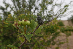 Gymnosporangium clavariiforme