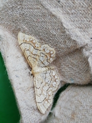Idaea moniliata