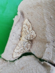 Idaea moniliata