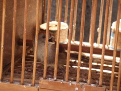 Sinosuthora alphonsiana