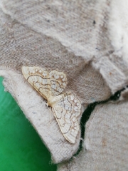 Idaea moniliata