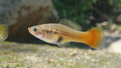 Xiphophorus variatus
