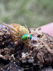 Silvius alpinus