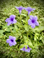Ruellia tuberosa
