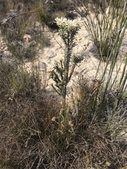 Euchaetis longibracteata
