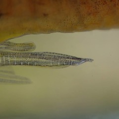 Xiphophorus variatus