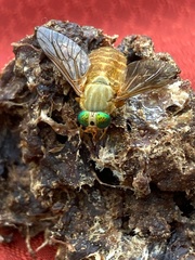 Silvius alpinus