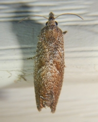 Eucosma sombreana