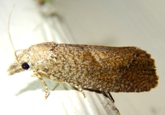 Eucosma sombreana