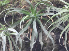 Agave vilmoriniana
