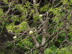 Casimiroa