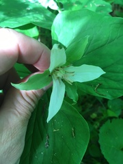 Trillium flexipes