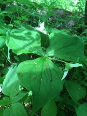 Trillium flexipes
