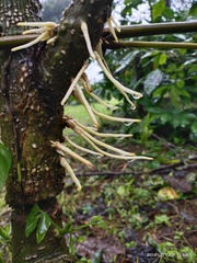 Alangium platanifolium