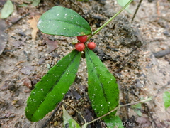 Ardisia cornudentata