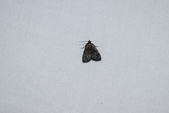 Idia diminuendis