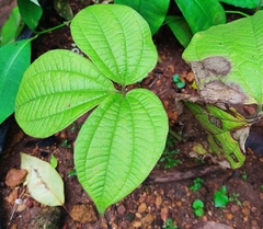 Dioscorea hispida