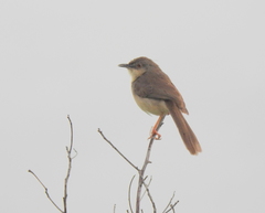 Prinia sylvatica