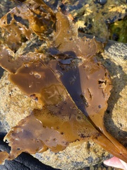 Laminaria digitata