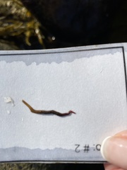Glycera americana