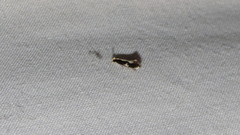 Monopis dorsistrigella