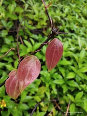 Smilax glabra