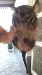 Chaetophractus vellerosus