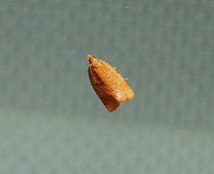 Clepsis metalleta