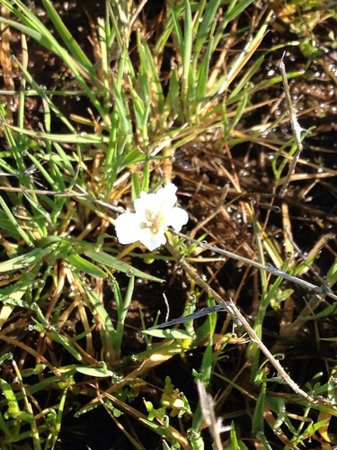 iNaturalist observation photo of Dicots