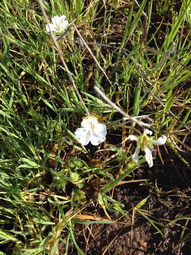 iNaturalist observation photo of flowering plants
