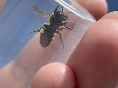 Osmia aurulenta