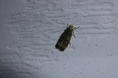 Martyringa latipennis