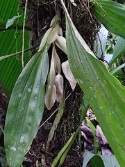 Stanhopea