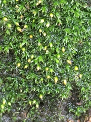 Orthotrichum diaphanum