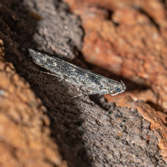 Batrachedra praeangusta