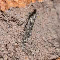 Batrachedra praeangusta