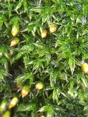 Orthotrichum diaphanum