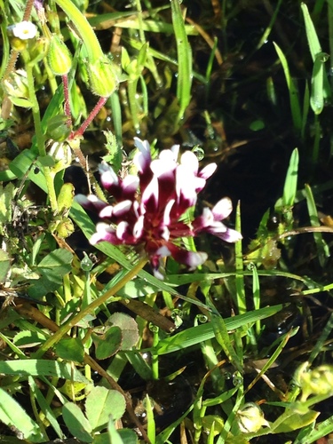 iNaturalist observation photo of white-tipped clover