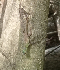 Anolis