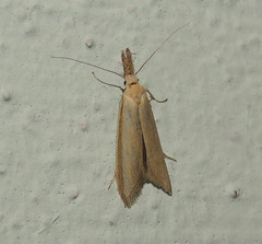 Pleurota pyropella