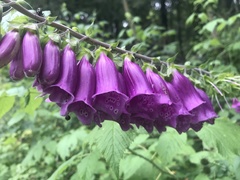 Digitalis purpurea