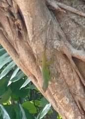 Anolis