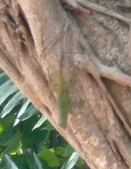 Anolis