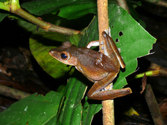 Polypedates colletti