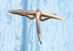 Meskea dyspteraria