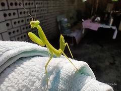 Hierodula transcaucasica