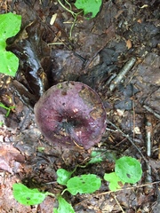 Russula sericeonitens