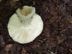 Russula sericeonitens
