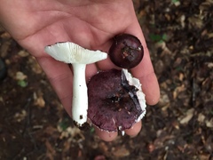Russula sericeonitens