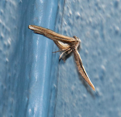 Meskea dyspteraria